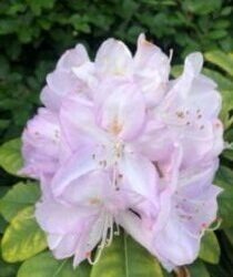 Der er brug for empati